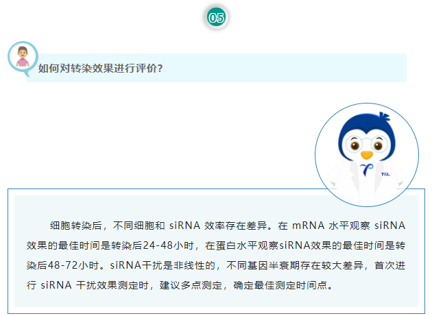 如何对转染效果进行评价？细胞转染后，不同细胞和 siRNA 效率存在差异。在 mRNA 水平观察 siRNA 效果的最佳时间是转染后24-48小时，在蛋白水平观察siRNA效果的最佳时间是转染后48-72小时。siRNA干扰是非线性的，不同基因半衰期存在较大差异，首次进行 siRNA 干扰效果测定时，建议多点测定，确定最佳测定时间点。