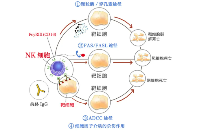 应对新冠病毒，NK细胞帮你度过难关