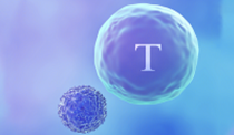 ag尊龙链接ActSep™CD3/CD28分选激活磁珠加速国产替代